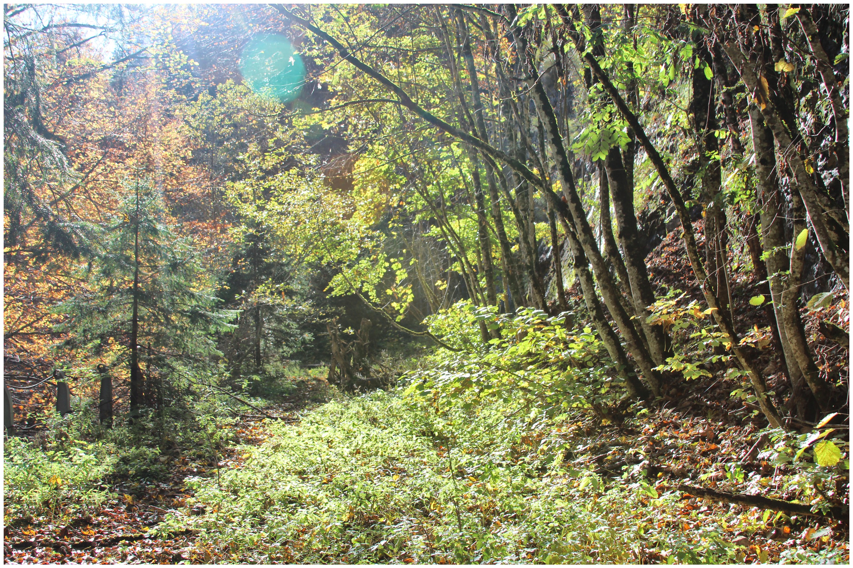 Route abandonnée 11